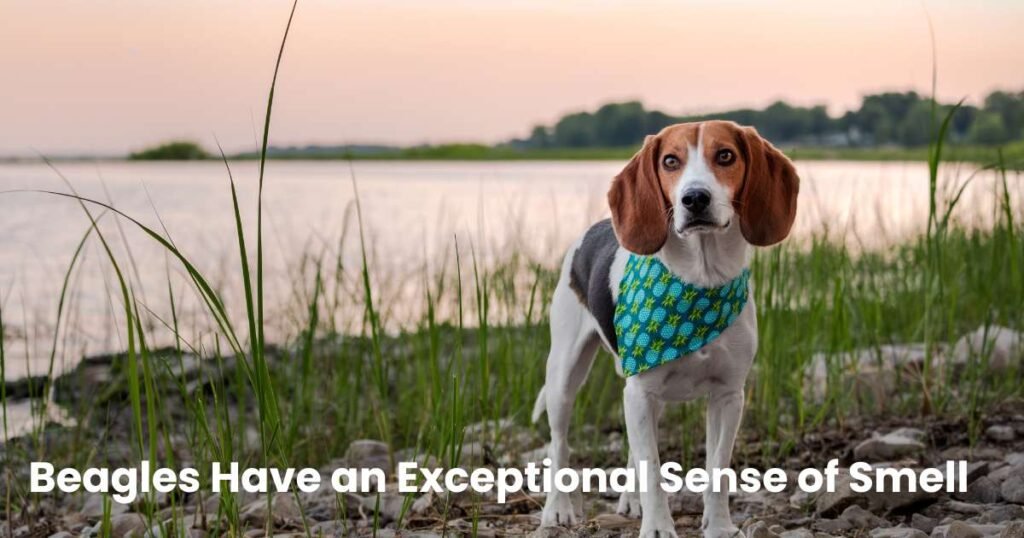 Beagles,Beagle Care, Beagle Training, Beagle Traits, Beagle Health,thepfinfo.com