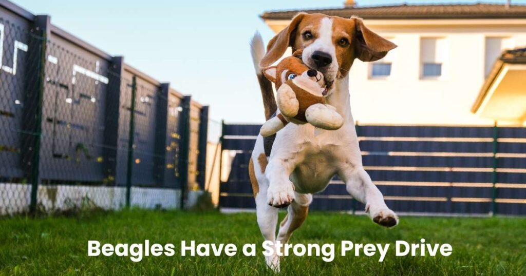 Beagles,Beagle Care, Beagle Training, Beagle Traits, Beagle Health,thepfinfo.com