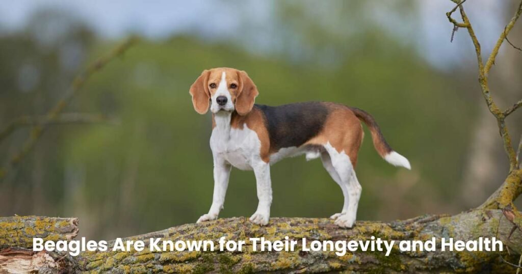 Beagles,Beagle Care, Beagle Training, Beagle Traits, Beagle Health,thepfinfo.com