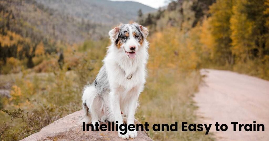 Australian Shepherds,Australian Shepherd temperament,Australian Shepherd personality,Australian Shepherd training,Family-friendly dog breeds,thepfinfo.com