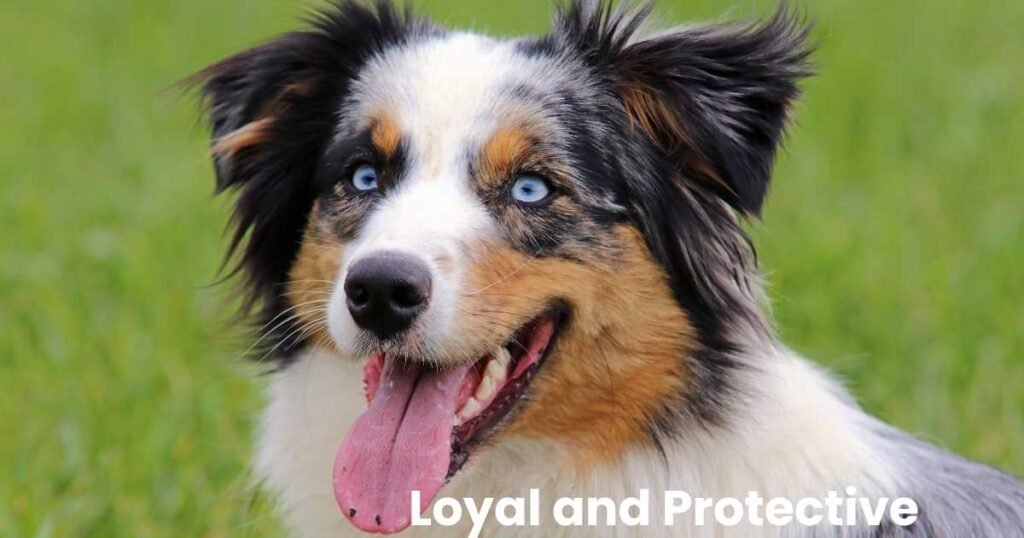 Australian Shepherds,Australian Shepherd temperament,Australian Shepherd personality,Australian Shepherd training,Family-friendly dog breeds,thepfinfo.com